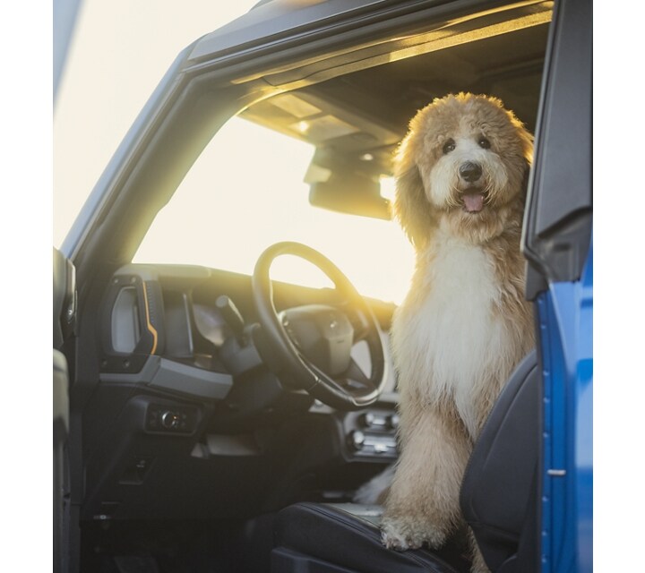 A 2023 Ford Bronco® Badlands® model with a dog sitting in the driver seat