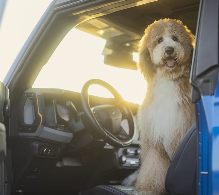 Un modelo Ford Bronco® Badlands® 2023 con un perro sentado en el asiento del conductor