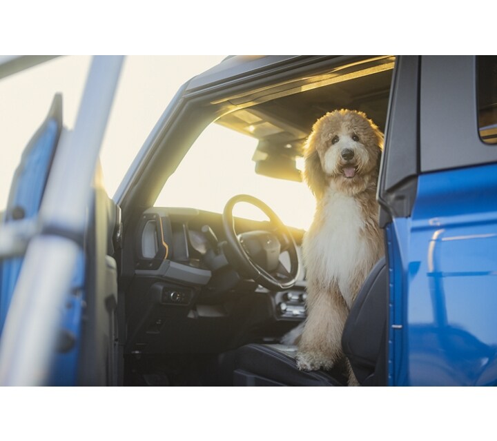 A 2024 Ford Bronco® with the driver side door open and a dog sitting on the front seat