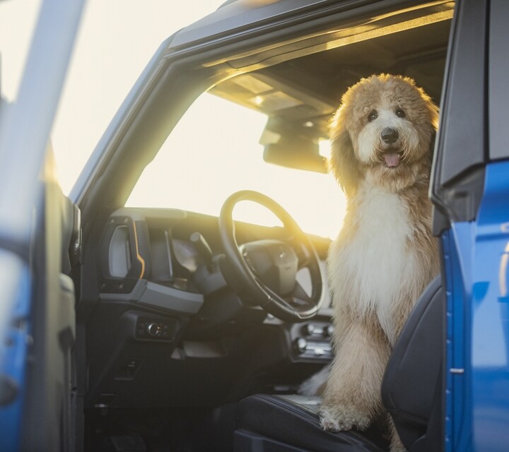 A 2024 Ford Bronco® with the driver side door open and a dog sitting on the front seat