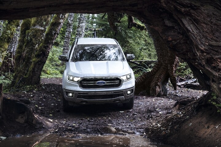 Una Ford Ranger LARIAT 2023 en Oxford White en un gran bosque junto a una pata de tiranosaurio rex